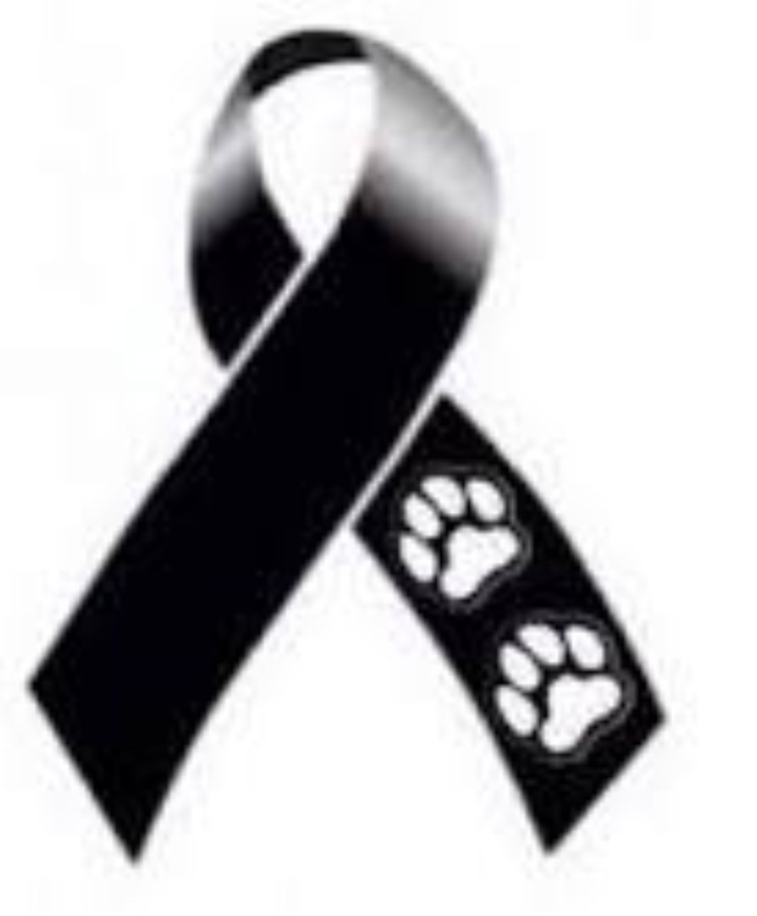 Molletopina tweet media