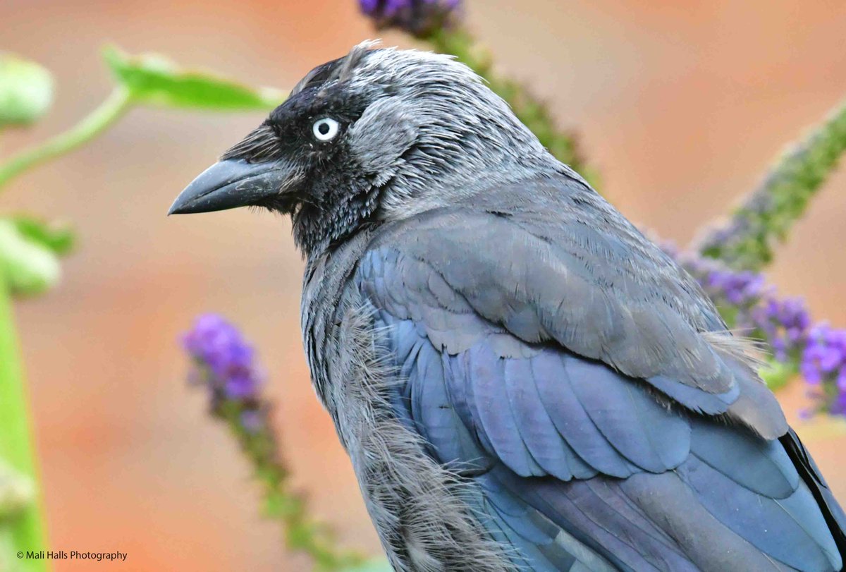 MaliHalls's tweet image. #Jackdaw.

#Morniing #Tweeps, I hope your #day is #good.

#BirdTwitter #Nature #Photography #wildlife #birds #TwitterNatureCommunity #birding #NaturePhotography #birdphotography #WildlifePhotography #Nikon #Sigma #corvid