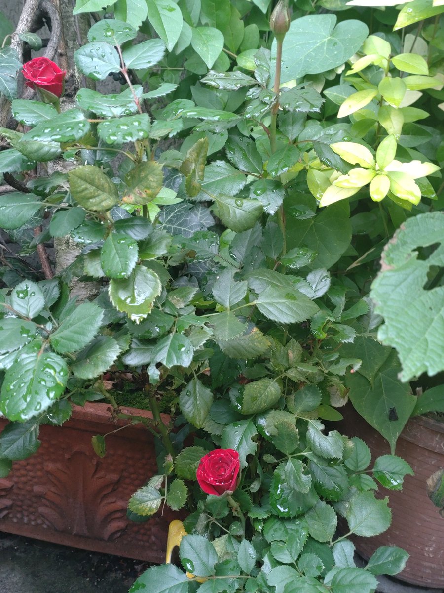 cheerssu's tweet photo. #Rose in the rain #balkonliebe #HappySunday #RoseADay #Roses2023 @StormHour @ThePhotoHour https://t.co/pMNJdu2HfB