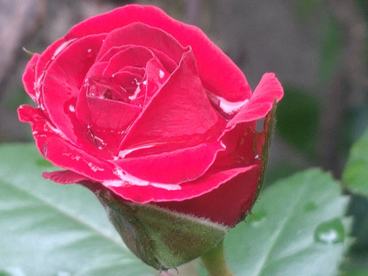 cheerssu's tweet photo. #Rose in the rain #balkonliebe #HappySunday #RoseADay #Roses2023 @StormHour @ThePhotoHour https://t.co/pMNJdu2HfB
