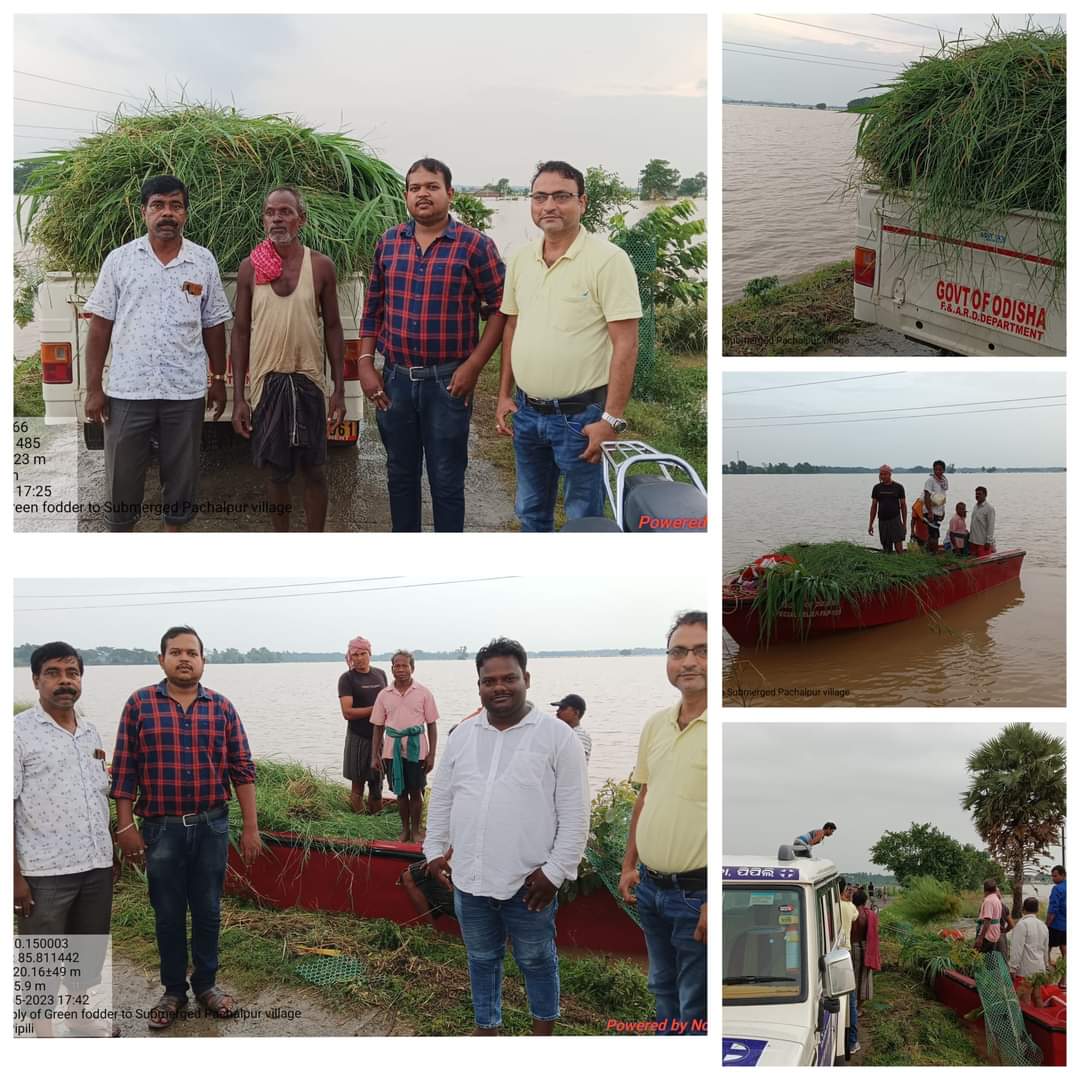 Green fodder distribution to Submerged village Pachalpur, Pipili block. ARD always leading from front..<a href="/CMO_Odisha/">CMO Odisha</a> <a href="/MoSarkar5T/">MoSarkar 5T</a> @farddept <a href="/dahvsodisha/">Directorate of AH&VS Odisha</a>