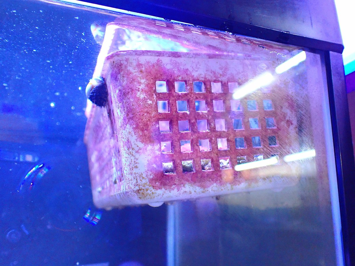 kyouya_Coral's tweet photo. ちょっ…まっ!??😲
#空間転移
#瞬間移動
#マガキガイ
#Strombus luhuanus
#reeftank https://t.co/MyNK7iLfFu