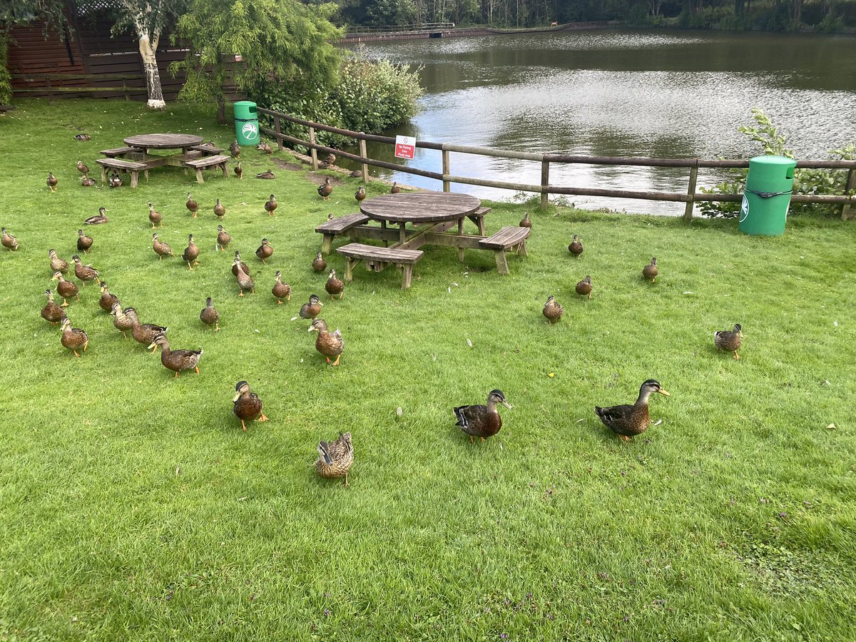 leeannelewis79's tweet photo. 2nd Aug. Swimming. Forest and woodland walks. Finding fairy doors, making wands and feeding the ducks. 
@FinlakeResort
#holidays 
#walking 
#PharmacistActive 
#WeActiveChallenge
#WePh 
 #pharmacistactive https://t.co/rGTvt1mwlz