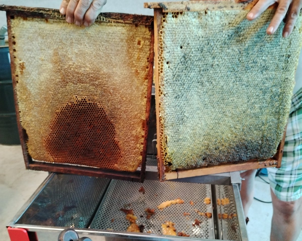ibanalarcon's tweet photo. Miel de verano 🐝🐝🍯 #abejas #miel https://t.co/dKb2up7u2h