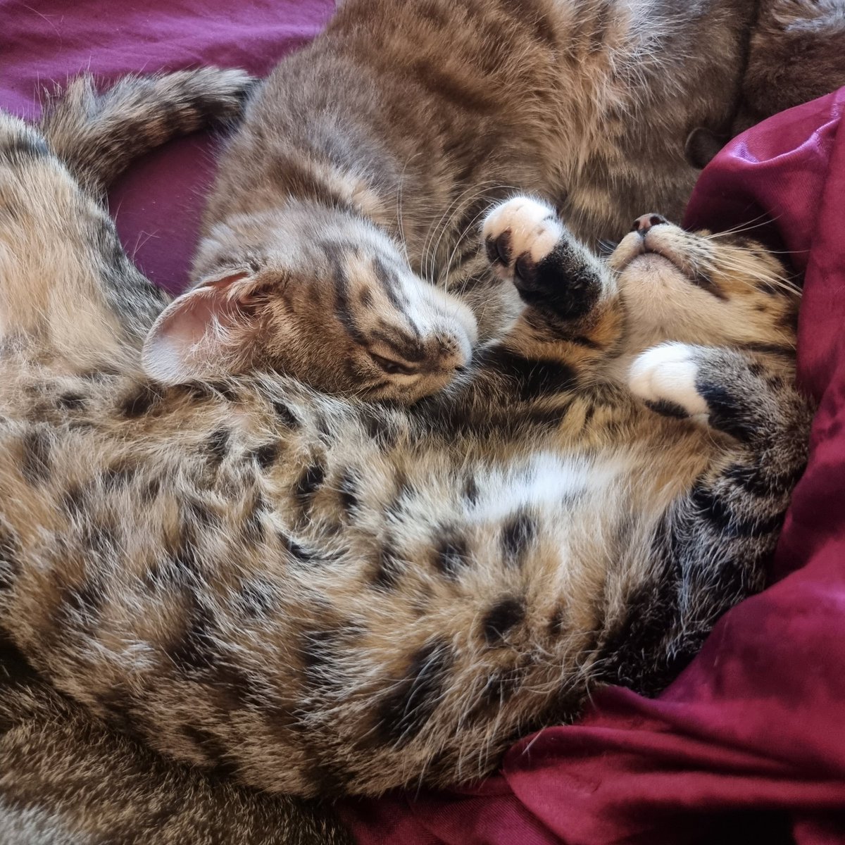 katyjon's tweet photo. There's personal space and then there's purrsonal space as defined by cats. They think they're #lionesses! #CatsOfTwitter https://t.co/fZf4I5j2S4