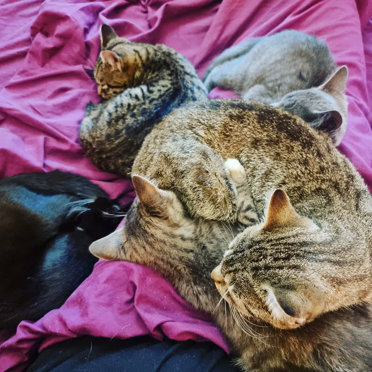 katyjon's tweet photo. There's personal space and then there's purrsonal space as defined by cats. They think they're #lionesses! #CatsOfTwitter https://t.co/fZf4I5j2S4