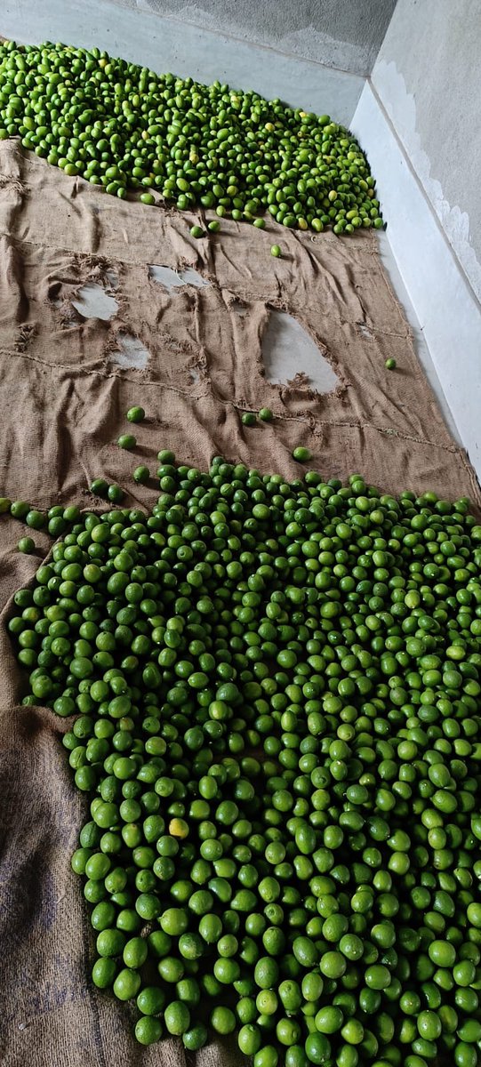 Organic  Grower Group Certification (ICS) of Lemon at Kuliana block of Mayurbhanja dist by OSOCA.
