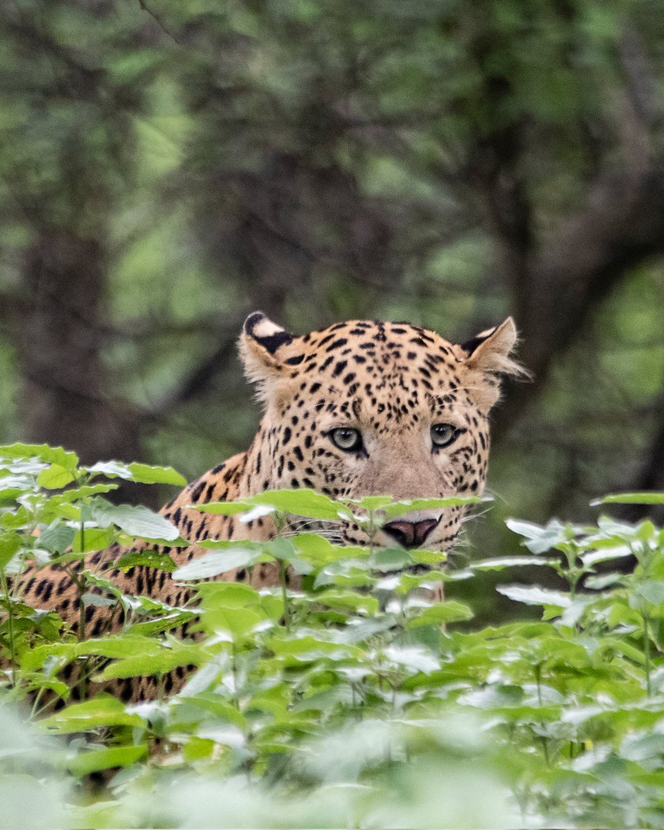 India  Leopard 
#Jhalana #Rajasthan 
#IndiAves 
#wildlife 
#wildlifephotography 
#photooftheday 
#photography 
#naturelover 
#NaturePhotograhpy 
#IncredibleIndia