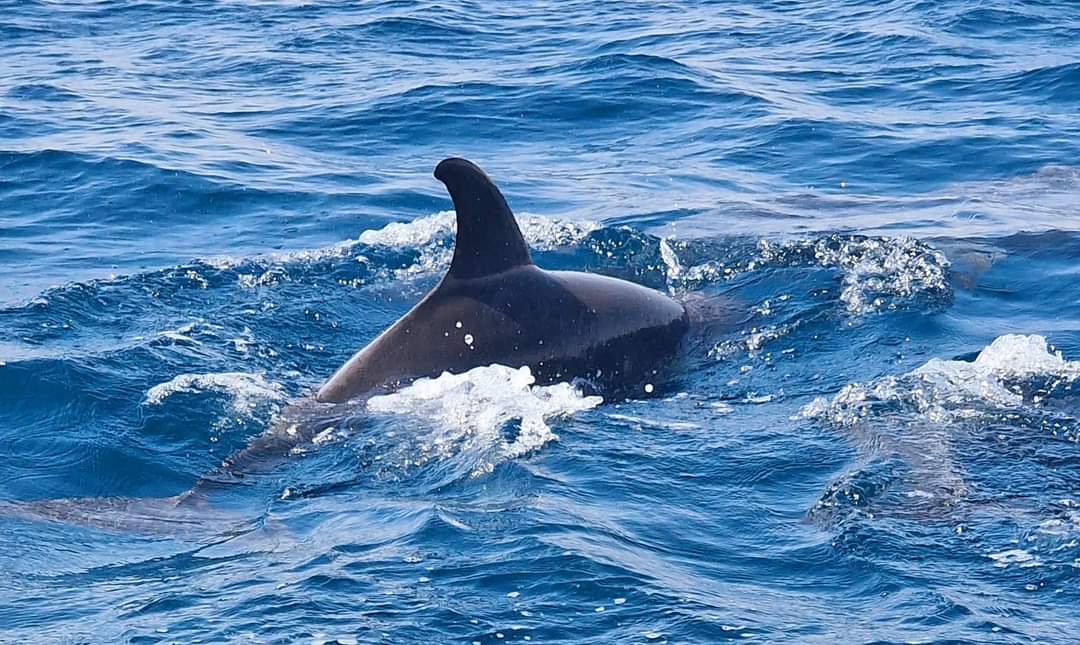 islam_b2dr's tweet photo. As so great something 🐬🌊❤️ https://t.co/kNIY7EsAxL