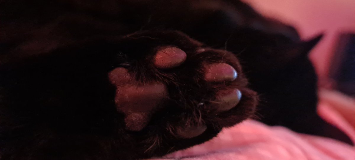 Pebblepower23's tweet photo. @Phil_Sledge #toebeans #blackcats https://t.co/gEFbzN4tF7