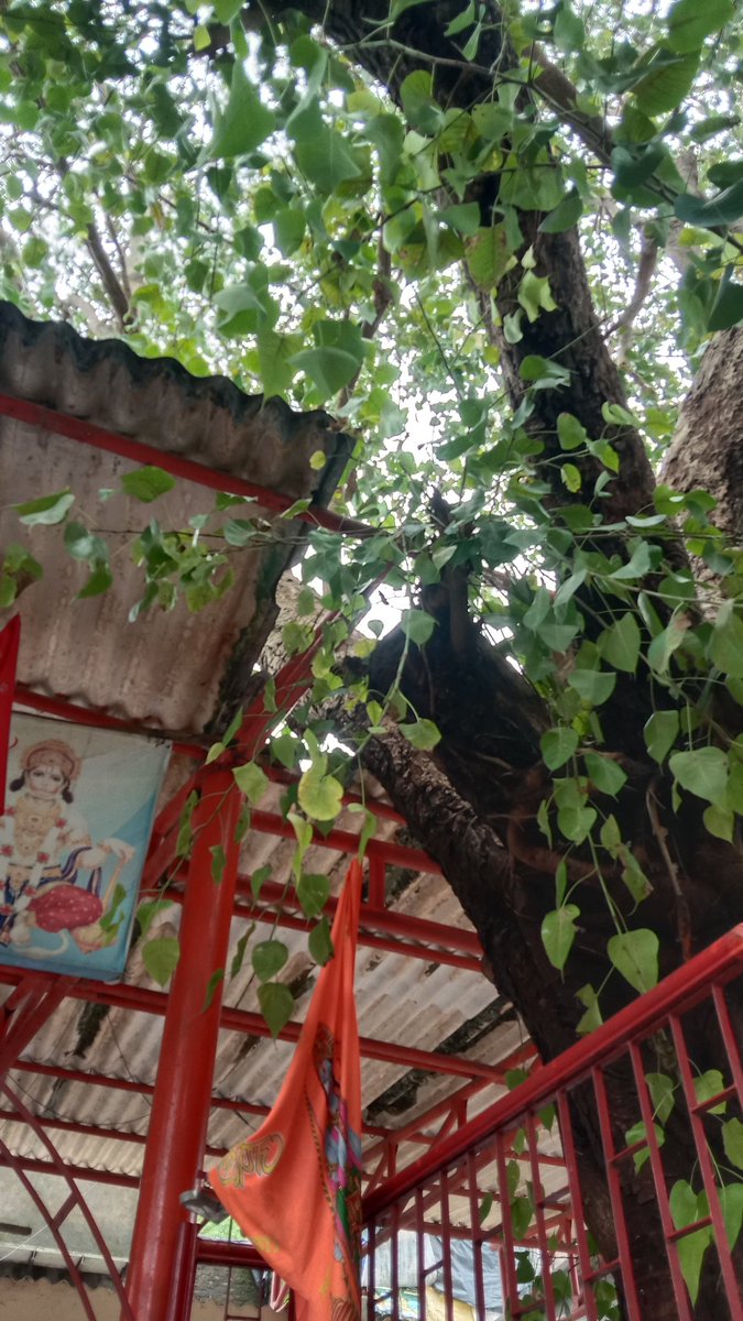 shivamsinghncp's tweet photo. वार्ड १४८ विष्णु नगर सोसायटी शिव हनुमान मंदिर के पास पीपल के पेड़ की एक डाल मंदिर की तरफ बढ़ कर झुक गई है जो कि कभी गिरने से मंदिर व जान माल की क्षति हो सकती है अतः @mybmc व @mybmcWardME से निवेदन है कि इसपर जल्द से जल्द कार्यवाही करें
@sanamalikshaikh @OfficeofNM @nawabmalikncp https://t.co/LMirKSPMXJ