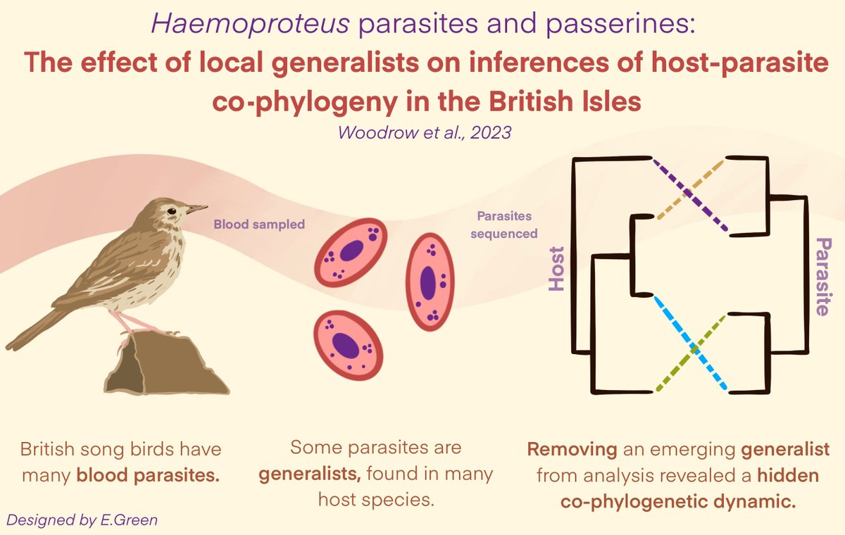Dr Charlie Woodrow (@charliezoology) on Twitter photo Paper with <a href="/jennycdunn/">Dr Jenny Dunn</a> now available! We investigated how generalist parasite lineages influence co-phylogenetic models.
Take home: identify locally abundant lineages before analysis !
Featuring an amazing graphical abstract by <a href="/EmilyG155/">Emily Green</a>
tinyurl.com/pxn3un2v Paper with <a href="/jennycdunn/">Dr Jenny Dunn</a> now available! We investigated how generalist parasite lineages influence co-phylogenetic models.
Take home: identify locally abundant lineages before analysis !
Featuring an amazing graphical abstract by <a href="/EmilyG155/">Emily Green</a>
tinyurl.com/pxn3un2v