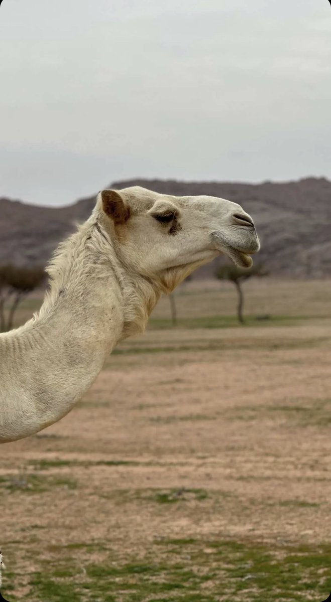llill195's tweet photo. ﴿أَفَلا يَنظُرونَ إِلَى الإِبِلِ كَيفَ خُلِقَت﴾ https://t.co/bIYuYSlb4q