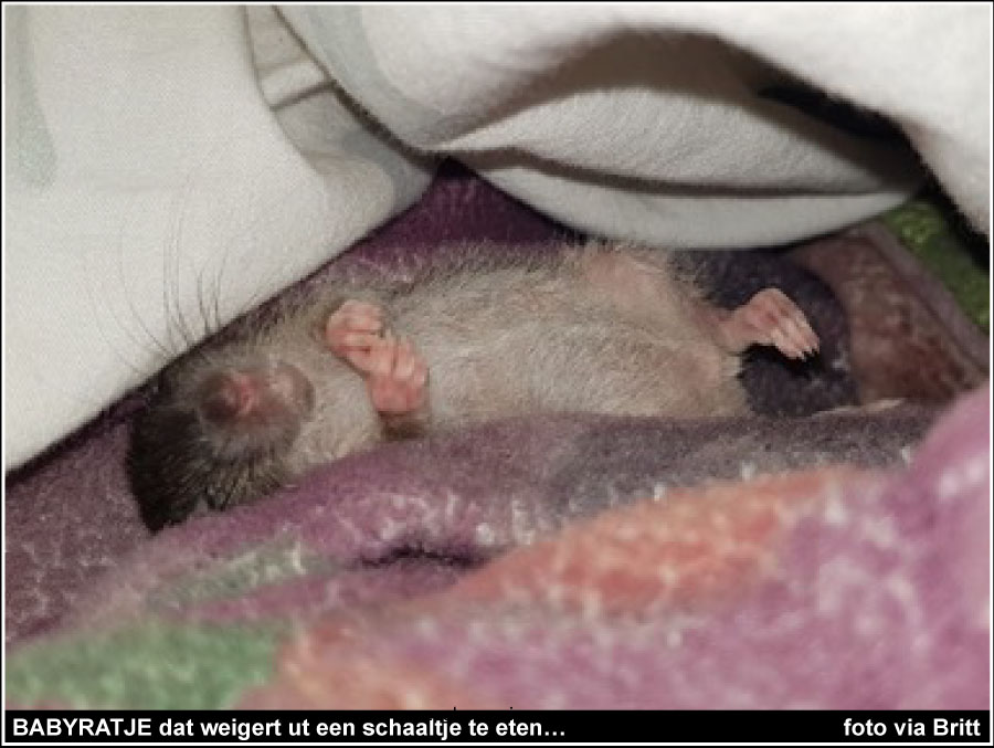 FamilieBofkont's tweet photo. BABYRATJE…
'We hebben een babyratje in de opvang en het was even spannend of ze voor zondag al zelfstandig zou eten, maar ze weigert te eten uit een schaaltje.'
-> https://t.co/o4LNRPjXse
#rat #ratje #schaaltje #opvang https://t.co/AfeJIPfg1V