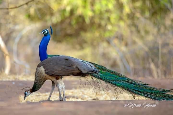 #मैत्री_दिवस
कराविव शरीररस्य नेत्रयोरिव पक्ष्मणी ।
अविचार्य प्रियं कुर्यात्तन्मित्रं मित्रमुच्यते ।। -कस्यापि

मैत्रीभाव  जीवन का वह संगीत है जिसमें डूबकर हम अपने स्वत्व का अनुसंधान करते हैं