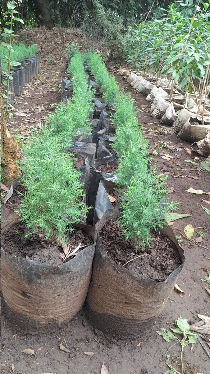 Thanks @egertonunikenya Agro-forestry department for the donation of 300 seedlings. @MalariaYouthKE Rift region team appreciate you . @calvin_theicon @DedanL1 @hillary_wambui @DoZCoG