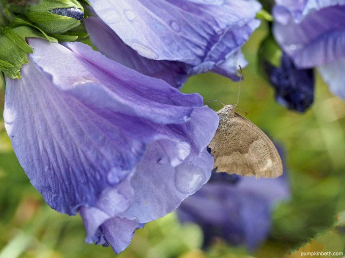 It's the last day of the #BigButterflyCount for @savebutterflies! Don't forget to take part. See the results of my #BigButterflyCount in this post - here's a link: pumpkinbeth.com/2023/08/butter… #Butterfly #Orchid #Orchids #Nature #Garden #Relax #Garden #GardeningBlog #Relaxing #Free