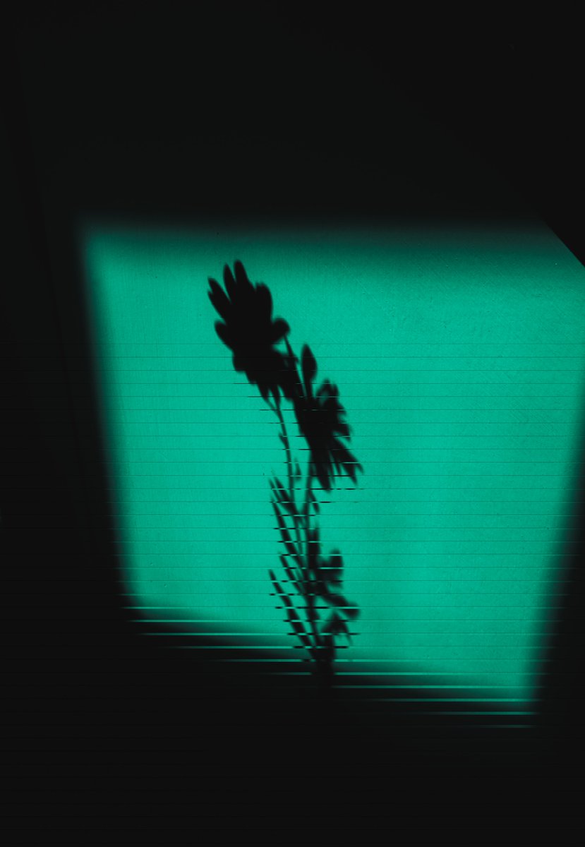 mat__nova's tweet image. in case you didn&apos;t know, the @photezNFTs community has recently minted their latest thematic collection - Shadows

I am happy to own these two beautiful pieces from the collection

&apos;swaying in the wind&apos; by @zosphotos
&amp;amp;
&apos;Coniferous Fleur&apos; by @mrystark