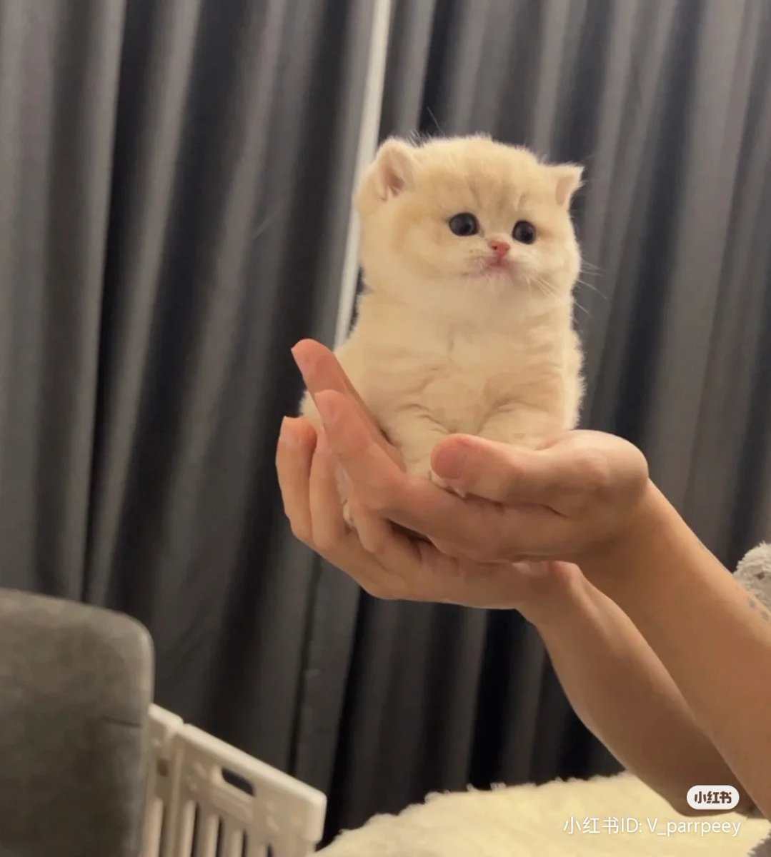 i iz tiny