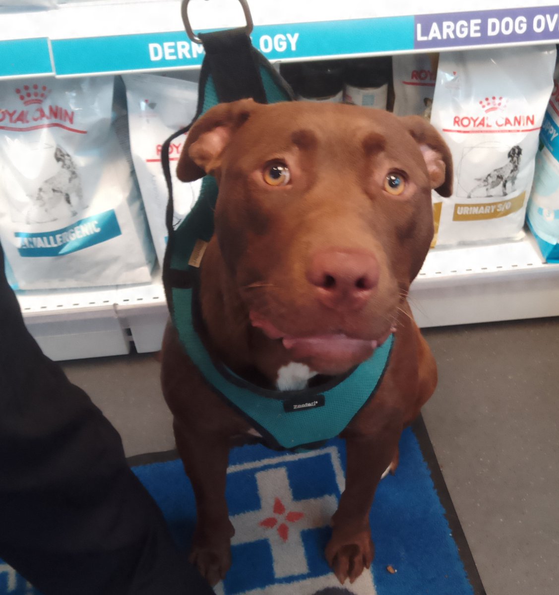 Please retweet to HELP FIND THE OWNER OF THIS STRAY DOG FOUND #WIMBLEDON #SW19 #LONDON   XL Bulldog Cross Female, white on her chest and back toes. Chip not registered.
Now in a council pound she could be missing from another area🌟

DETAILS👇
lostdogsuk.co.uk/lost-dogs/ #dogs