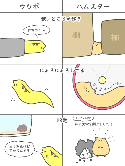 ウツボとハムスター  #ハムスターの日