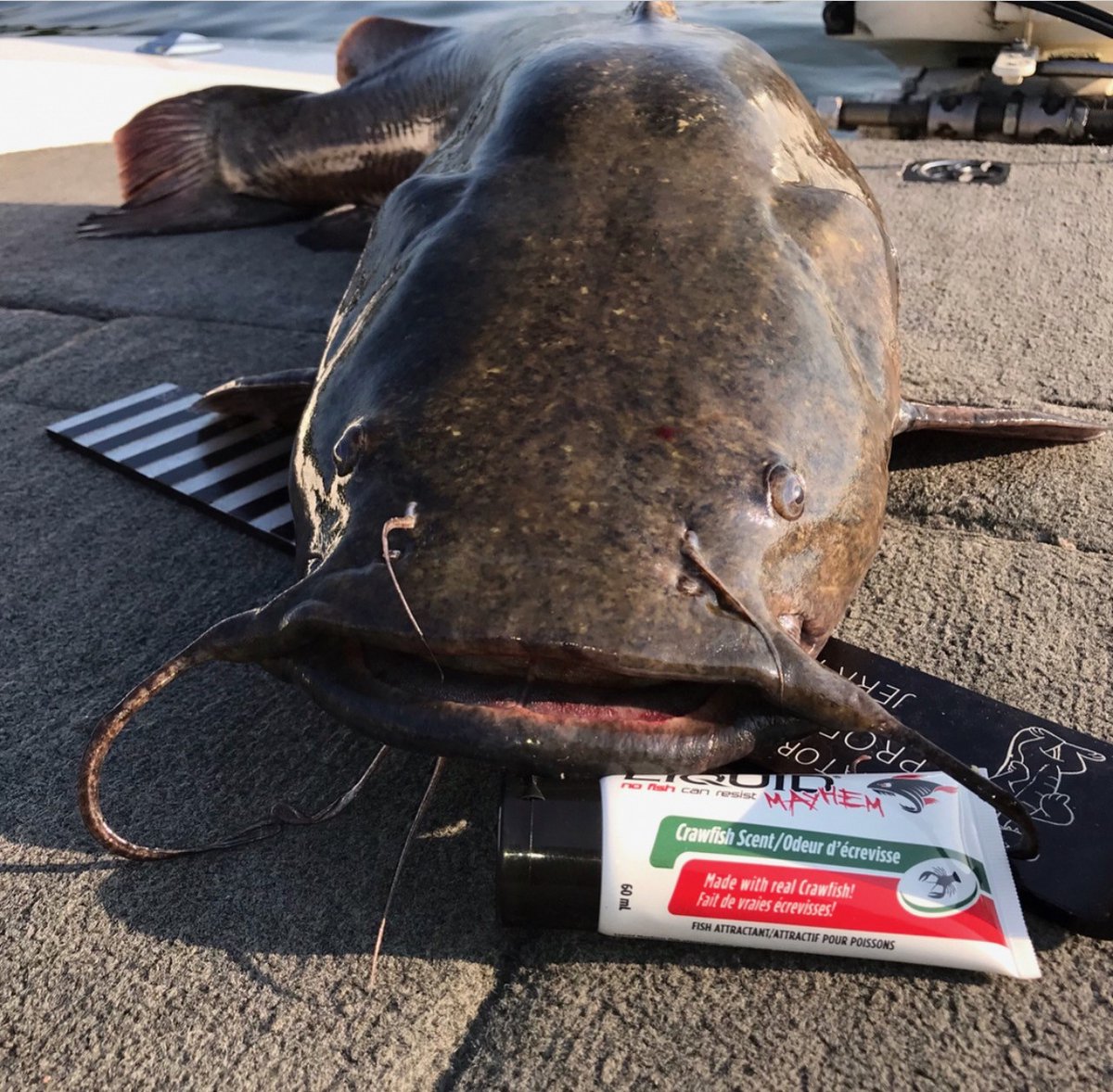 LiquidMayhem_'s tweet photo. Channel Catting Sunday!
📸 Show us your #MayhemCatch
#NoFishCanResist #LiquidMayhem
#MayhemBaitCo #OutFishEveryone #fishing #angler https://t.co/yiEBeOVaEh