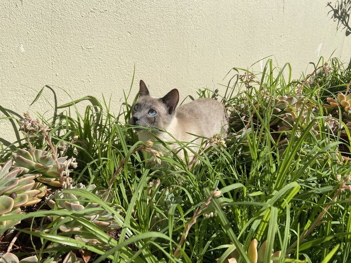 As long as I can still see Loki, I guess I don’t have to mow the lawn 🤣