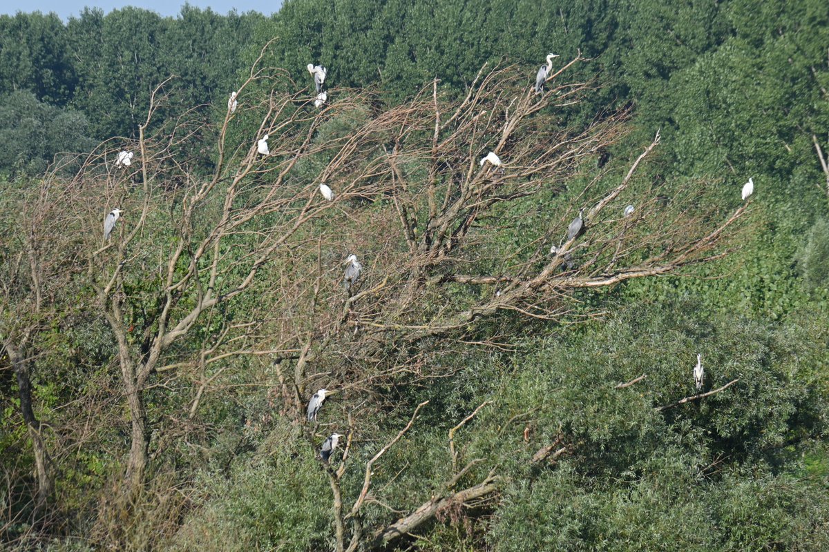 albicilla66's tweet photo. The floodplains of #Beljarica are the home of the very best #birding in #Belgrade. Between the #Danube &amp; the levee is a spacious flood retention basin of seasonally inundated riparian forests of willow &amp; poplar
➡️https://t.co/HWRN8UjHW1

📷Milica Peric
#ForlandLeveObaleDunava NR https://t.co/qFzGhE2ofJ