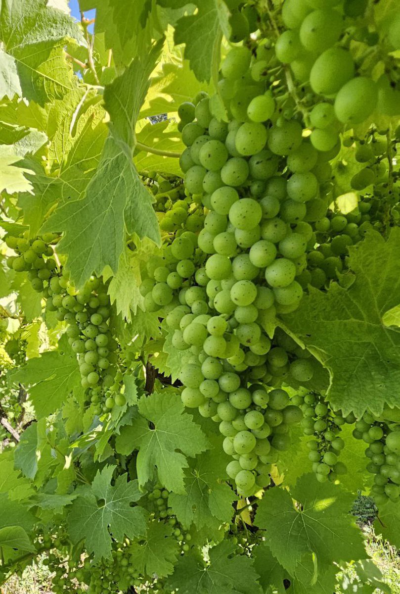 Ortega grapes ripening at #harbournevineyard
