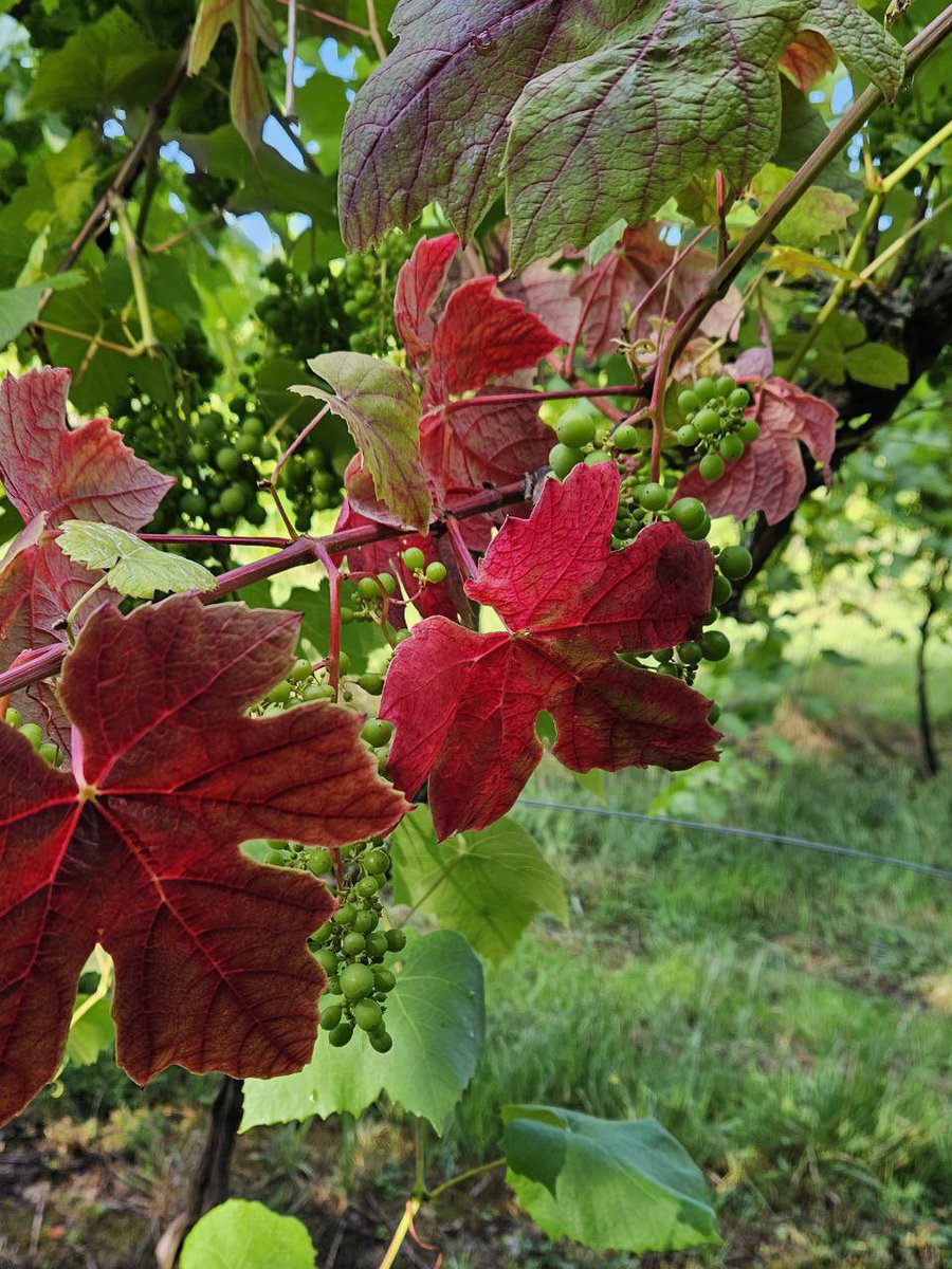 Colourful #vines at #harbournevineyard