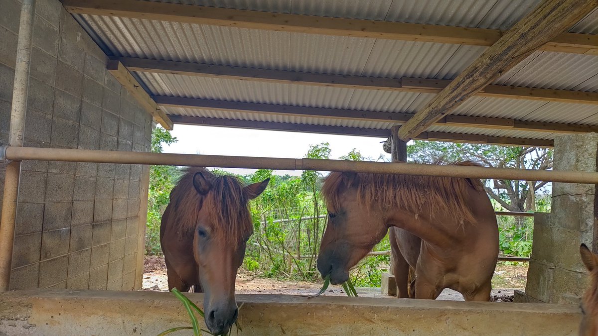 息子がどうしても見たかった宮古馬🐎