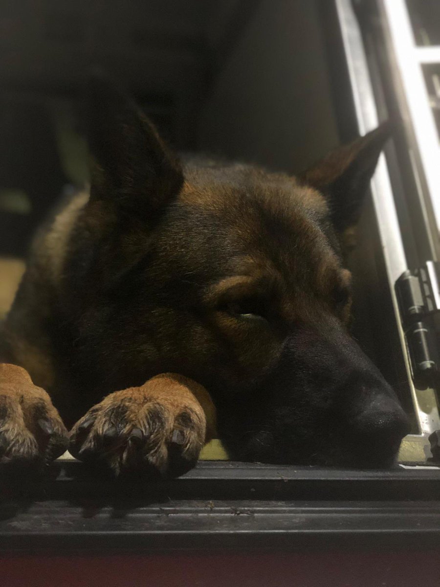 Northants Police Dog Section tweet media