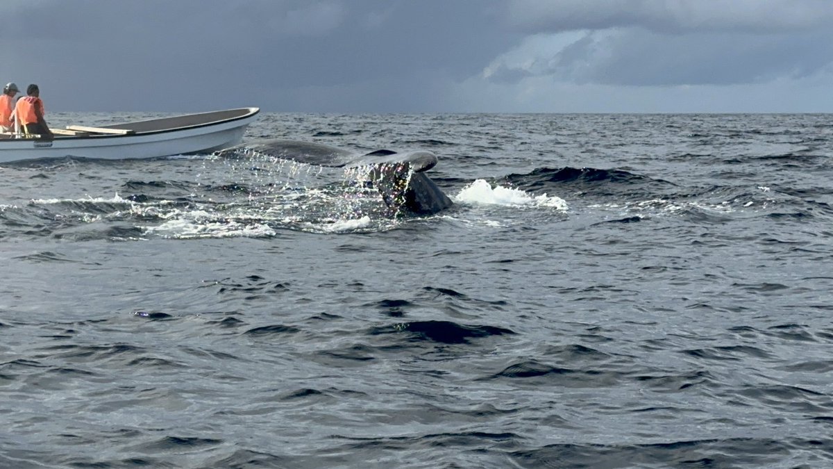 Dr Alexander Georgiev tweet media