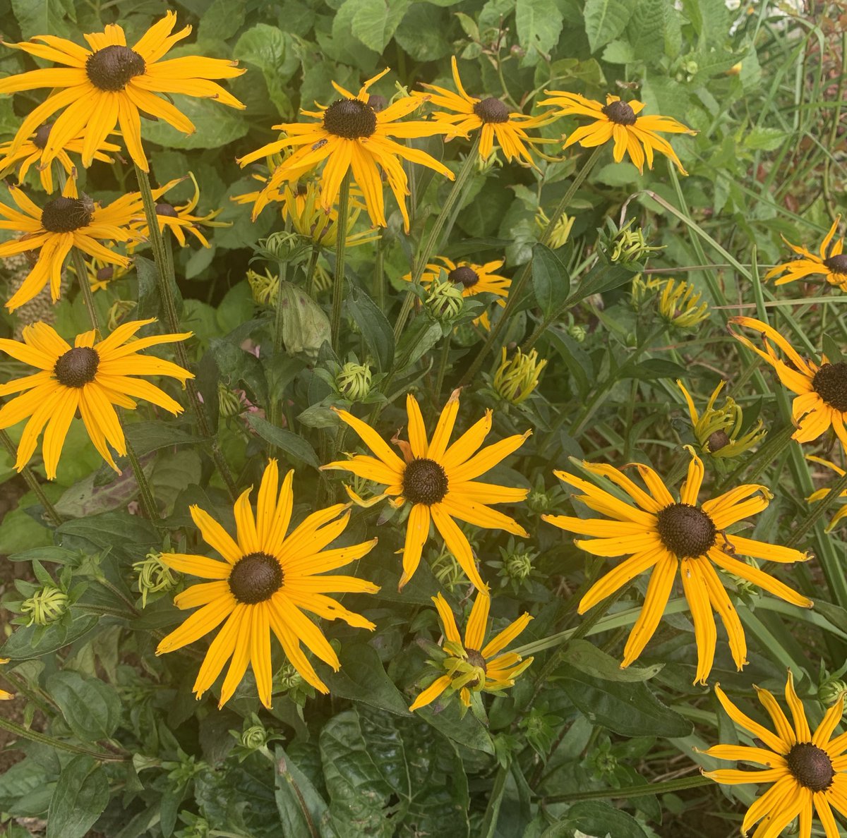 One of my faves for #SundayYellow #rudbeckia #inmygarden #gardening #GardeningX #GardeningTwitter #blackeyedsusan #garden