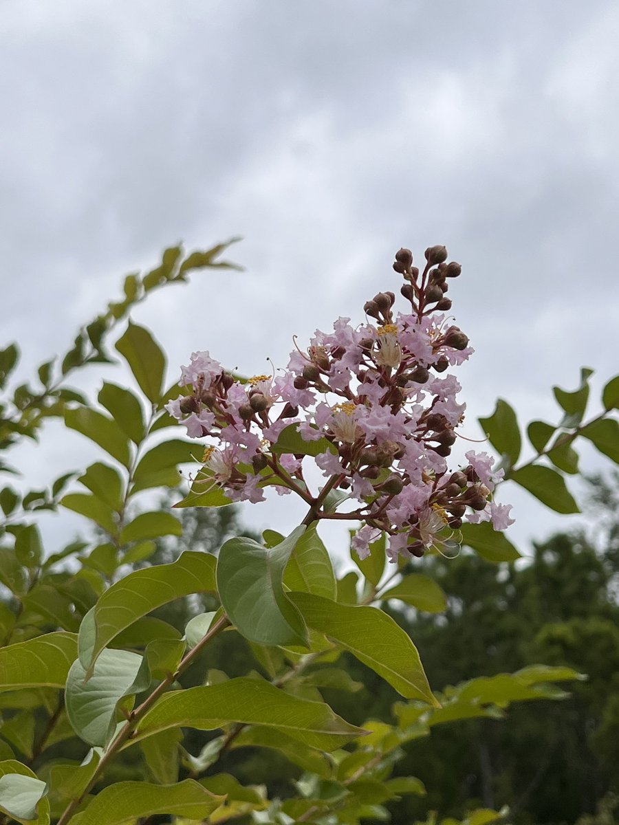 crepe myrtle