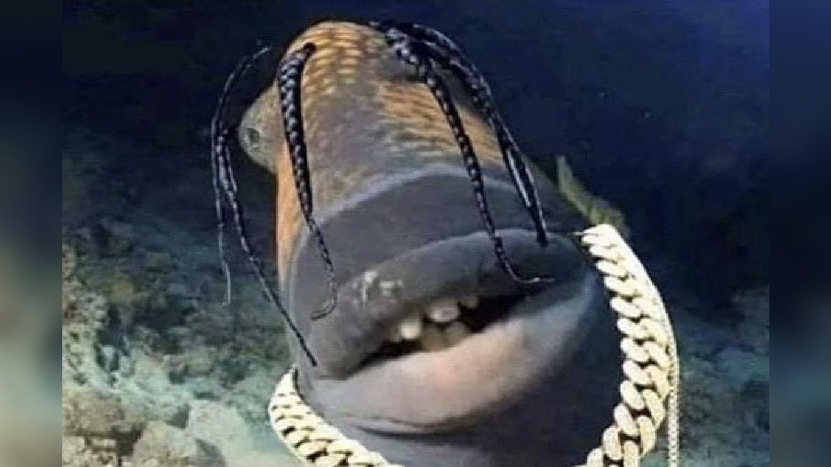 TobyPowell25's tweet photo. @trvisXX Mann…this fish looks like you? https://t.co/j0OCkbjIxJ