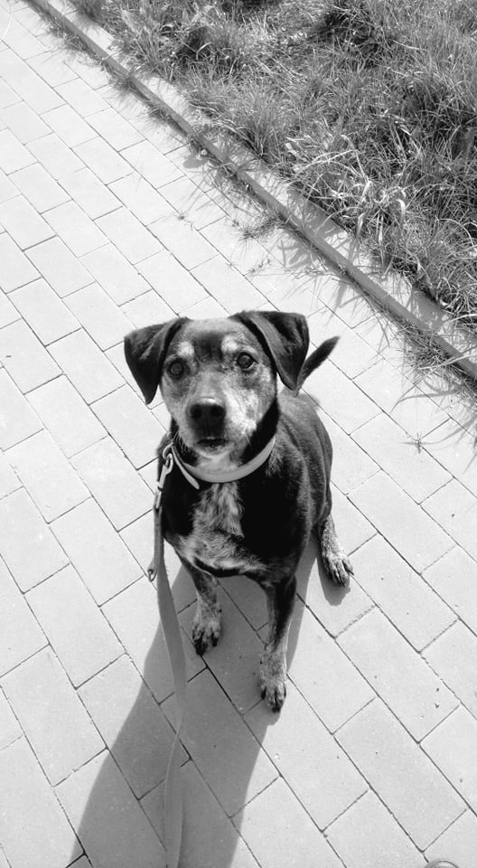 Anna🐕🐈❤️❤️#solidarnizukraina 🇺🇦 tweet media