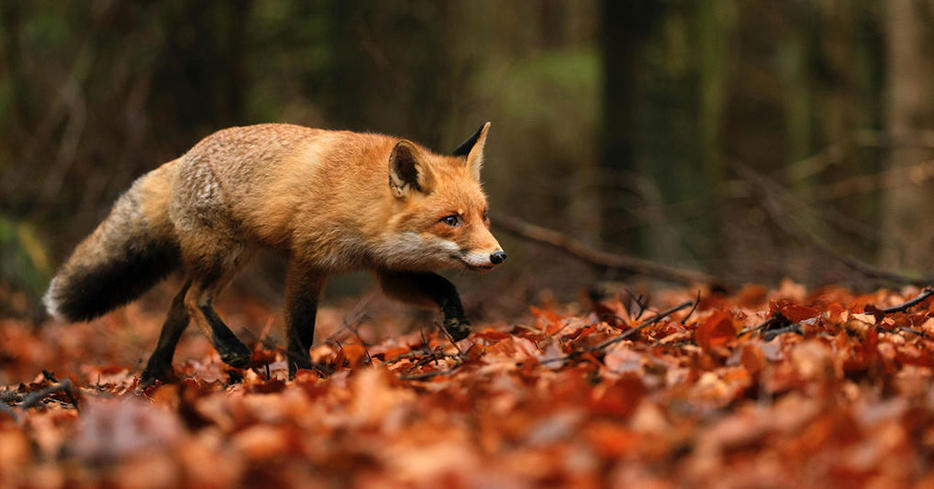 Vetitude's tweet photo. 🦊☝️ Les #renards sont indispensables pour lutter contre la propagation de la maladie de #Lyme

https://t.co/BWmOKRYSbX https://t.co/ffmZNz7nCR