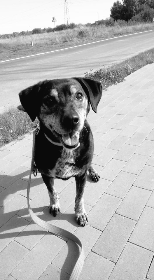 Anna🐕🐈❤️❤️#solidarnizukraina 🇺🇦 tweet media