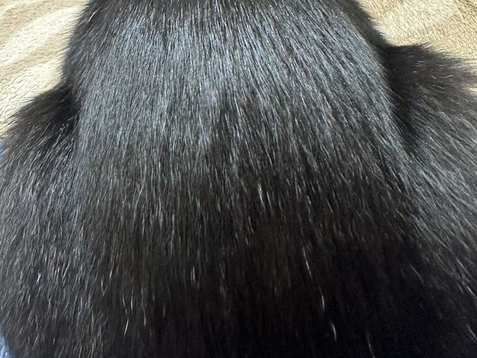 ツヤツヤの黒髪…と思いきや? その正体に「うらやましい」「お見事」  より