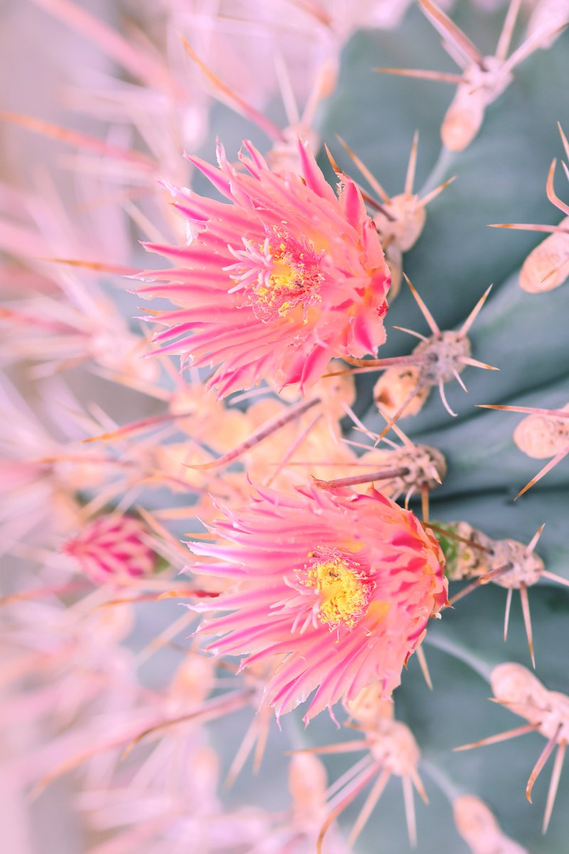 おはようございます。サボテンの花。月下美人もサボテンの花なわけですが（似てますよね）、みんな実に美しいです。トゲもあって実にシュールな写真に仕上がっております。地球外生物が昆虫の拡大写真見たいです。また１週間がんばっていきましょう#TLを花でいっぱいにしよう #flowerphotography