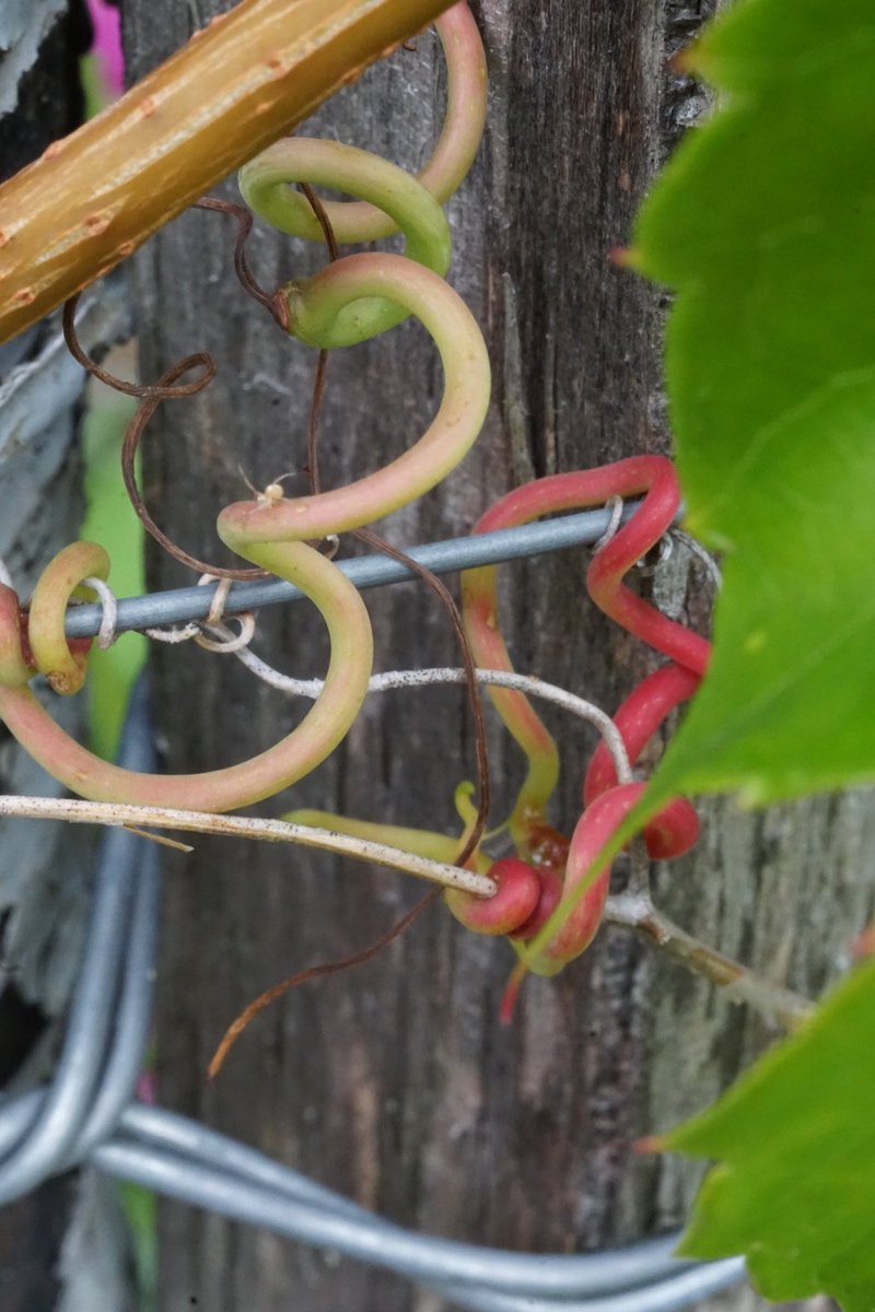 Heute geht es um Zaungäste und Zugvögel beim Laubenlauschen in Altenburg. Wir senden wieder aus dem Historischen Laubengarten der Gartenkolonie Einheit. Zu hören ab 14 Uhr auf datscharadio.de, <a href="/SphereRadio/">SphereRadio</a> und <a href="/cashmere_radio/">Cashmere Radio</a>. Schaltet ein!