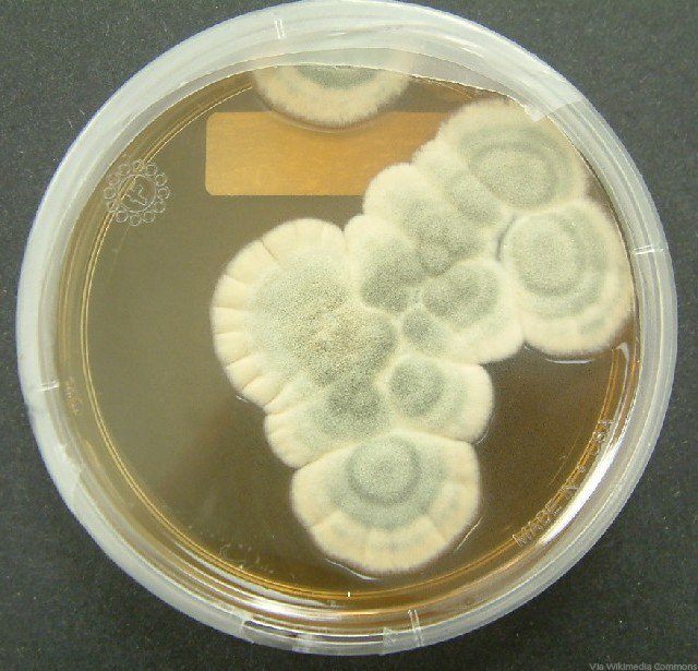 Alexander Fleming's petri dish with mould. 