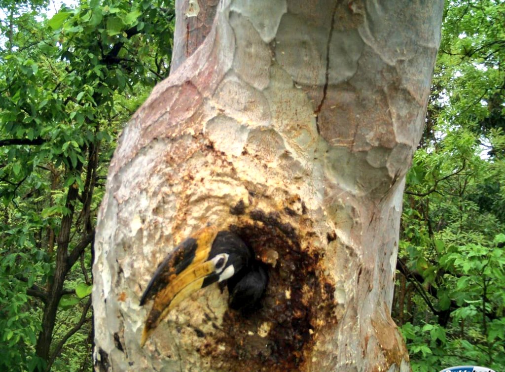 PenchMP's tweet photo. .. to sustain herself & the growing embryos. This remarkable display of parental dedication showcases male hornbill's commitment to ensuring the well-being of his mate and their future offspring.
🍳🌟 #HornbillParenting #MaleSupport #AvianLove #NatureNurturers #WildlifeWonders https://t.co/fwgromDx4V