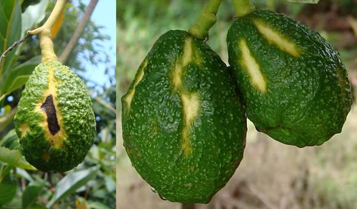 PestinfoW's tweet image. #Avocado sunblotch a serious #viroid #disease causing significant losses in yield and fruit quality - review and quarantine importance in @EFSAJournal by @Plants_EFSA with @ElisavetKChatz1, @janavascortes, @parnells, @Andrea_Maio77 - doi.org/10.2903/j.efsa…
