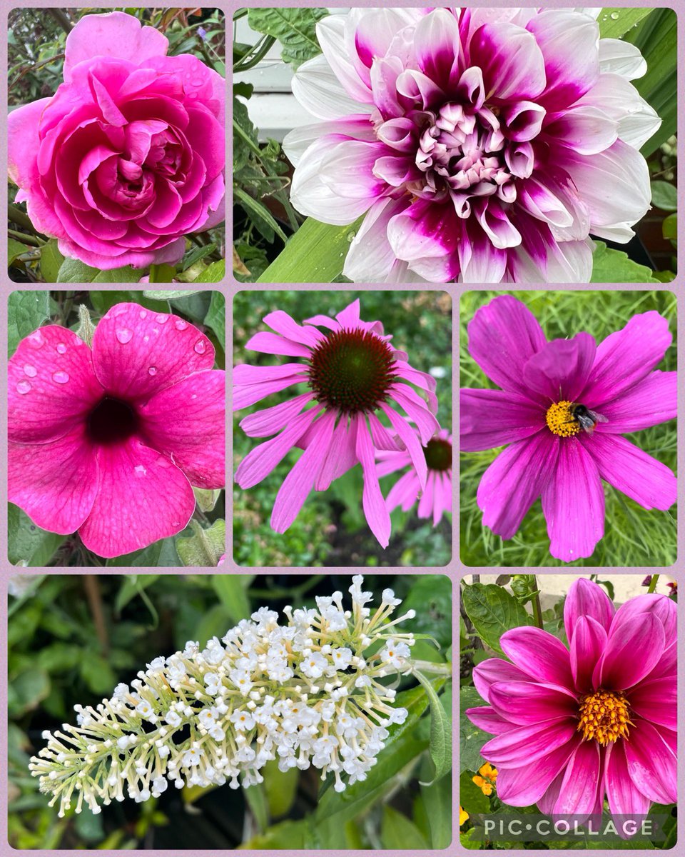 Bit of #pink for #sevenonsunday to bring a bit of cheer. Have a great Sunday everyone 🌸💕🎀 #SundayMotivation #FlowersOfTwitter #Summer23 #GardeningTwitter