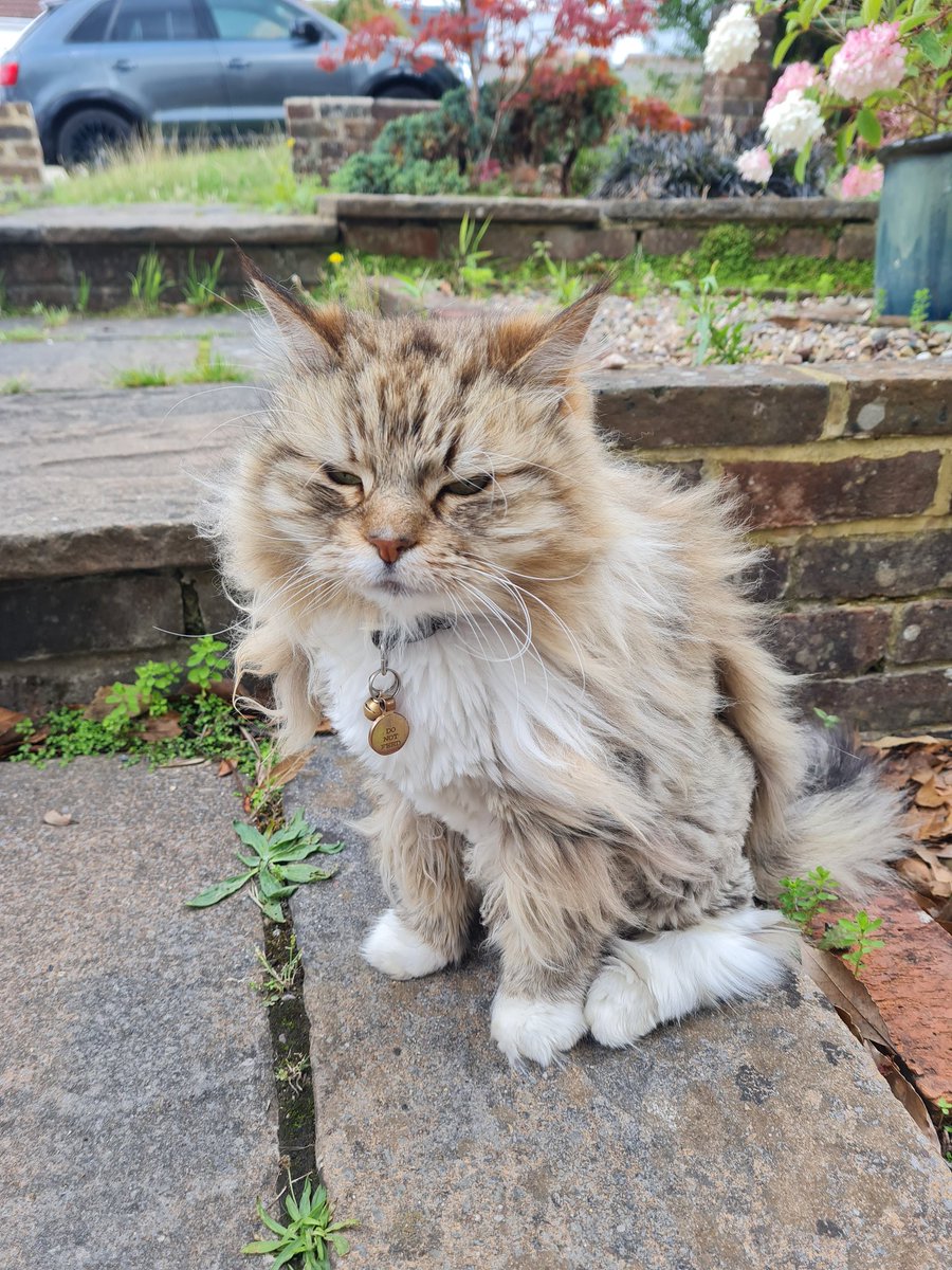 @CanvassingCats look at this beaut. Out on a Sunday with @sianberry 💚💚💚