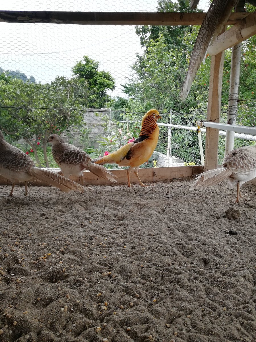 pheasantbabol's tweet photo. قرقاول زیبای لیمویی😍🍋
#قرقاول_لیمویی
#قرقاول
#pheasant
#yellowpheasant
#goldenpheasant https://t.co/KHczOuTMI0