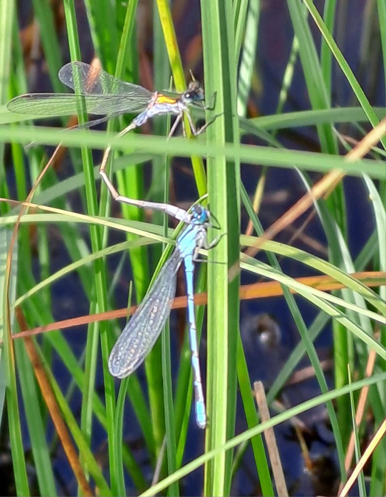 A bizarre coupling of a male emerald damselfly and a male common blue  damselfly. Today near Tain.