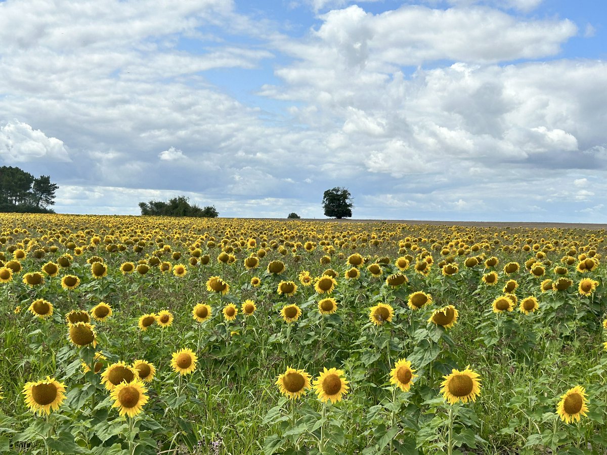 Love a sunflower field in France 🌻😍